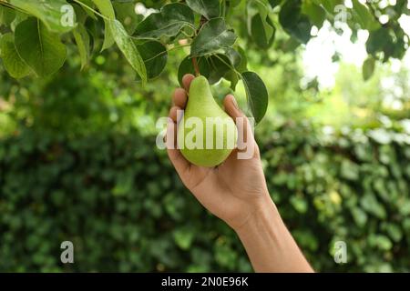 Femme cueillant la poire de l'arbre dans le verger, gros plan Banque D'Images