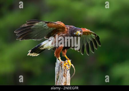 Harris Hawk, (Parabuteo unicinctus) Banque D'Images