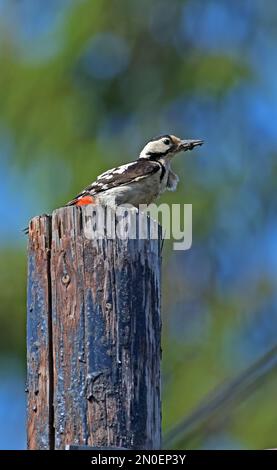 Pic syrien (Dendrocopus syriacus) femelle adulte perchée sur un poteau de puissance avec de la nourriture dans le beak Hongrie Mai Banque D'Images