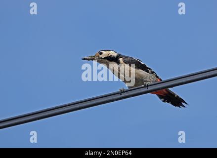 Pic syrien (Dendrocopus syriacus) femelle adulte perchée sur la ligne électrique avec de la nourriture dans le beak Hongrie Mai Banque D'Images