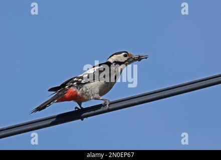 Pic syrien (Dendrocopus syriacus) femelle adulte perchée sur la ligne électrique avec de la nourriture dans le beak Hongrie Mai Banque D'Images