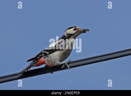 Pic syrien (Dendrocopus syriacus) femelle adulte perchée sur la ligne électrique avec de la nourriture dans le beak Hongrie Mai Banque D'Images