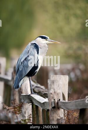 Gros plan d'un héron gris (Ardea cinerea) perché sur une clôture en bois, Royaume-Uni. Banque D'Images