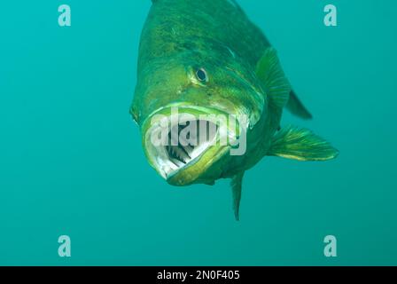 Accent sélectif sur l'intérieur des branchies d'un achigan sauvage à grande bouche nageant dans un lac intérieur. Micropterus salmoides Banque D'Images