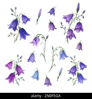 Ensemble de fleurs sauvages aquarelle campanula isolé sur fond blanc. Idéal pour les modèles, papiers peints, imprimés, textiles, bannières, cartes postales Banque D'Images