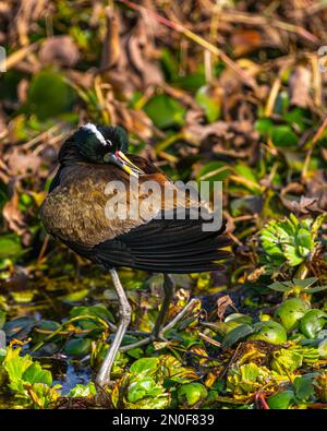 jacana ailé de bronze avec son cou sur ses ailes Banque D'Images