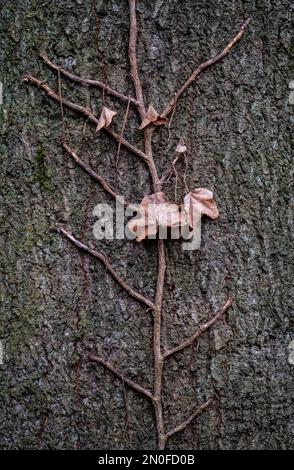 Ivy rampant en hiver s'accrochant à un arbre dans les bois, Worcestershire, Angleterre. Banque D'Images