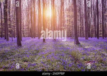 Belle forêt de printemps avec des cloches. Banque D'Images