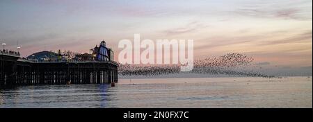 Brighton Royaume-Uni 5th février 2023 - Un nageur de mer près de la jetée bénéficie d'une vue panoramique sur la murmure étoilée de Brighton car ils apprécient le coucher du soleil après une belle journée le long de la côte sud : Credit Simon Dack / Alamy Live News Banque D'Images