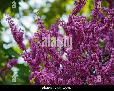 arbre de judas en pleine fleur. arrière-plan fleuri dans le jardin Banque D'Images