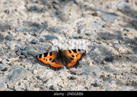 Papillon orange d'Aglais urticae assis sur un sol en pierre en Allemagne. Banque D'Images