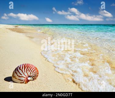 Plage tropicale avec turquoise, ciel bleu et coquillages Banque D'Images