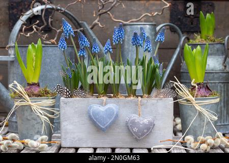 jardin de printemps avec jacinthes de raisin bleu dans une boîte Banque D'Images