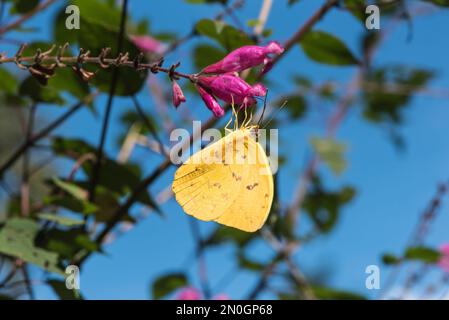 Le soufre perché d'orange (Phoebis philea) se nourrissant dans les jardins botaniques de Xalapa, au Mexique Banque D'Images