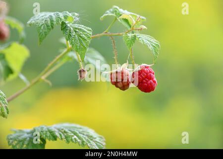 Framboises mûres et non mûres sur une branche en gros plan. Framboise rouge poussant sur une brousse sur fond vert et jaune flou Banque D'Images