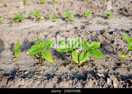 Pousses de tournesol qui poussent du sol sur un champ organique fermier. Culture industrielle de tournesols dans les régions chaudes pour la production de pétrole, frais de volaille Banque D'Images