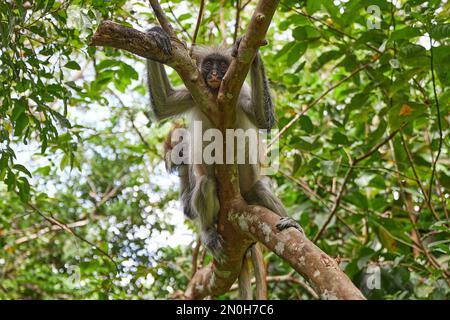 Trois colobuses de couleur endémiques pendant le massage dans la forêt de Jozani, Zanzibar Banque D'Images