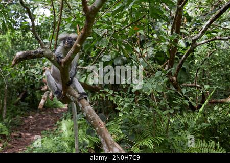 Trois colobuses de couleur endémiques pendant le massage dans la forêt de Jozani, Zanzibar Banque D'Images