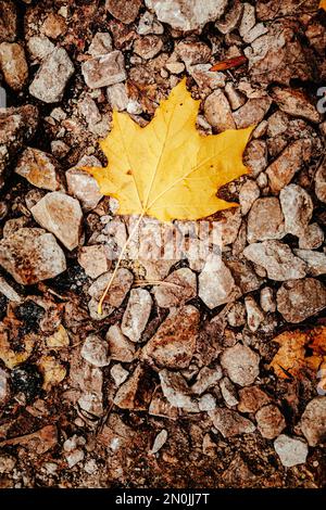 Un cliché vertical de la grande feuille d'automne jaune sur les pierres Banque D'Images