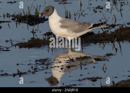 Sabines Gull (adulte) Langstone Harbour, Hampshire, Royaume-Uni Banque D'Images