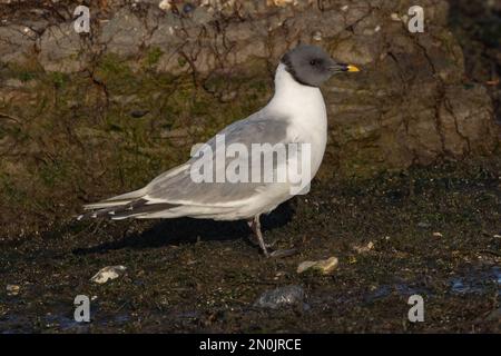 Sabines Gull (adulte) Langstone Harbour, Hampshire, Royaume-Uni Banque D'Images