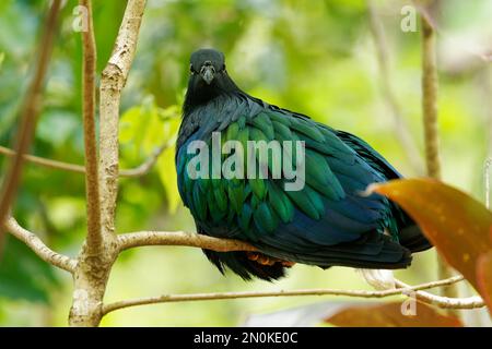 Caloenas nicobarica - oiseau noir et vert pigeon de Nicobar trouvé sur les petites îles et dans les régions côtières des îles Andaman et Nicobar, Inde, est Banque D'Images