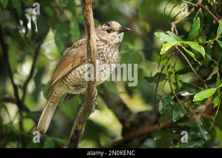 Regent Bowerbird - Sericulus chrysocephalus oiseau sexuellement dimorphique de taille moyenne, l'oiseau mâle est noir et doré orange-jaune couronne et bec, noir fe Banque D'Images