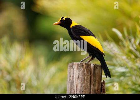 Regent Bowerbird - Sericulus chrysocephalus oiseau sexuellement dimorphique de taille moyenne, l'oiseau mâle est noir et doré orange-jaune couronne et bec, noir fe Banque D'Images