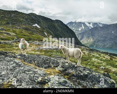 Une belle vue de deux moutons de montagne paître sur les falaises rocheuses Banque D'Images