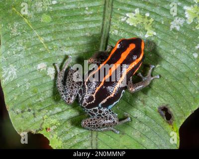 Grenouille réticulée (Ranitomeya ventrimaculata) sur une feuille dans le sous-étage de la forêt tropicale, province d'Orellana, Équateur Banque D'Images