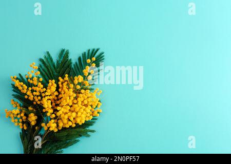 Bouquet de fleurs mimosa jaunes sur fond bleu. Fond de fête printanière. Vue de dessus, plan d'agencement, espace de copie. Banque D'Images