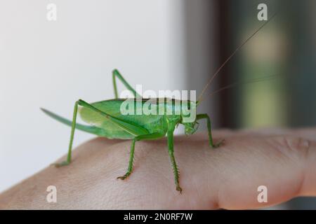 Une grande sauterelle verte sur une main humaine photographiée de près. Tettigonia viridissima. Banque D'Images
