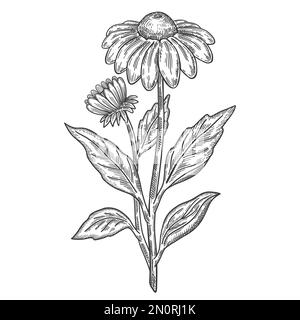 Echinacea purpurea, fleur de camomille, plante médicinale esquisse botanique. Fleur en forme de fleur violette. Herbe médicale. Médecine de pharmacie de fines herbes. Vecteur ligne Illustration de Vecteur