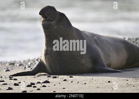 Phoque de l'éléphant du Nord à la plage du parc national d'Año Nuevo, Californie Banque D'Images