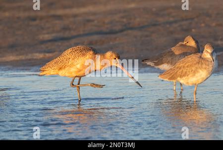 La Barge marbrée (Limosa fedoa) se nourrissant dans les marais de marée, Galveston, Texas, États-Unis Banque D'Images