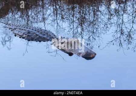 Alligator américain (Alligator missisipiens) dans une eau bleue avec des leflections d'arbre Banque D'Images