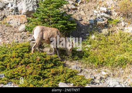 Mouflon sauvage à grandes cornes paissant sur une colline de montagne en été Banque D'Images