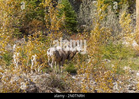 Grand mouton sauvage à cornes paissant sur une colline dans les montagnes rocheuses. Banque D'Images