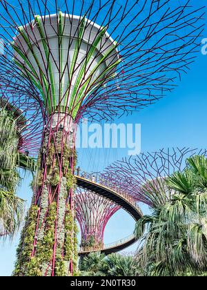 L'un des superarbres étend ses branches au-dessus des jardins près de la baie de Singapour. Banque D'Images