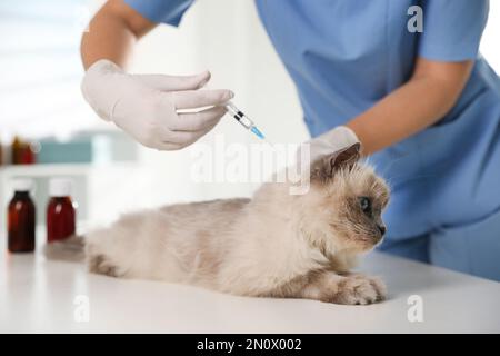 Vétérinaire professionnel vaccinant chat en clinique, gros plan Banque D'Images