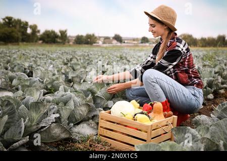 Agriculteur travaillant dans le champ de chou. Temps de récolte Banque D'Images