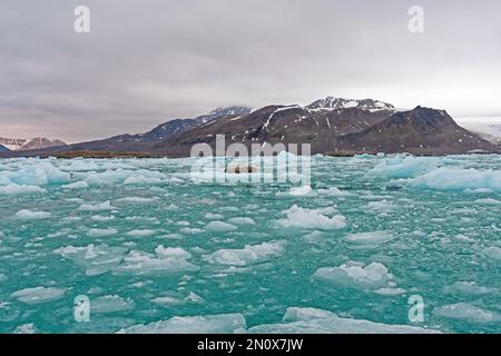 Phoque barbu dans une mer d'Icebergs à Lilliehookfjorden, dans les îles Svalbard, en Norvège Banque D'Images