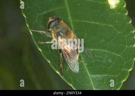 Mouche de drone (Eristalis tenax) Banque D'Images