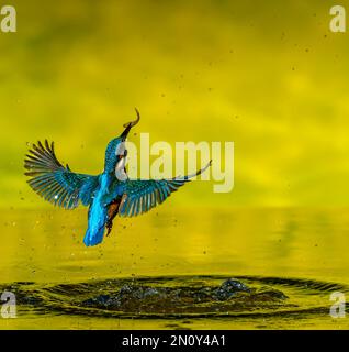 Kingfisher en action attraper du poisson dans l'eau Banque D'Images