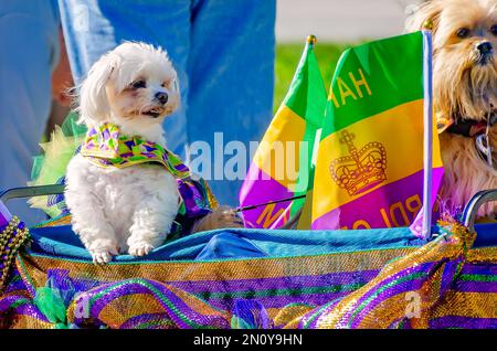 Des chiens vêtus de costume se dressent en wagon pendant le défilé Mystic Krewe de Salty Paws Mardi gras, le 4 février 2023, à Dauphin Island, Alabama. Banque D'Images