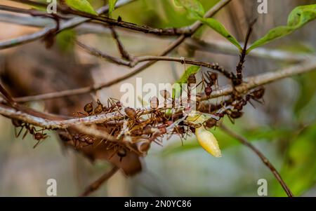 L'équipe des fourmis rouges collectent la nourriture en mouvement est la guêpe des larves sur la branche de l'arbre, Ants Teamwork avec le travail. Banque D'Images