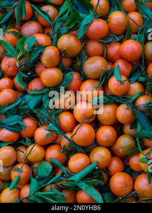Mandarines orange bio avec feuilles un merveilleux fruit tropical Banque D'Images