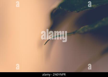 un après-midi pluvieux avec des feuilles qui collectent la rosée et réfléchit les jours passés et à la recherche de nouveaux jours ensoleillés à venir Banque D'Images