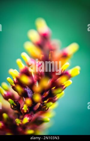 Orange rouge ET vert SEAFOAM facettes floues de la vie car seuls les détails les plus infimes restent sur une fleur de pic de feu passé Banque D'Images