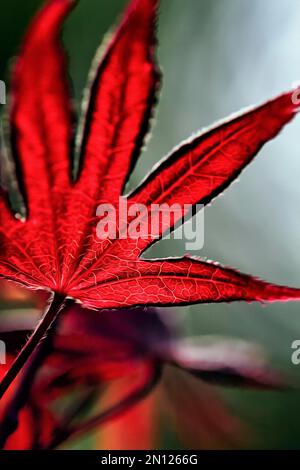 Feuille d'érable rouge, érable japonais lisse (Acer palmatum), rétro-éclairage, peinture à l'huile stylisée, Rhénanie-du-Nord-Westphalie, Allemagne, Europe Banque D'Images